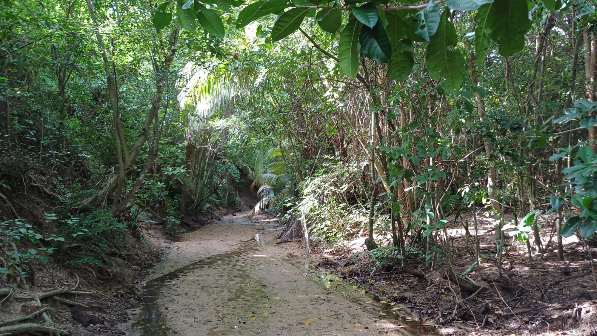 Rooster Run Glamping Camping Has Rooftop And Off The Ground Glamping Experience For 1 To 16 In A Single Tent And Views Of The Rain Forrest And To Culebra Across The Atlantic Ocean W Tents, Linens, Deluxe Air Beds, Warm Shower And More At A Great Pric Vieques Extérieur photo