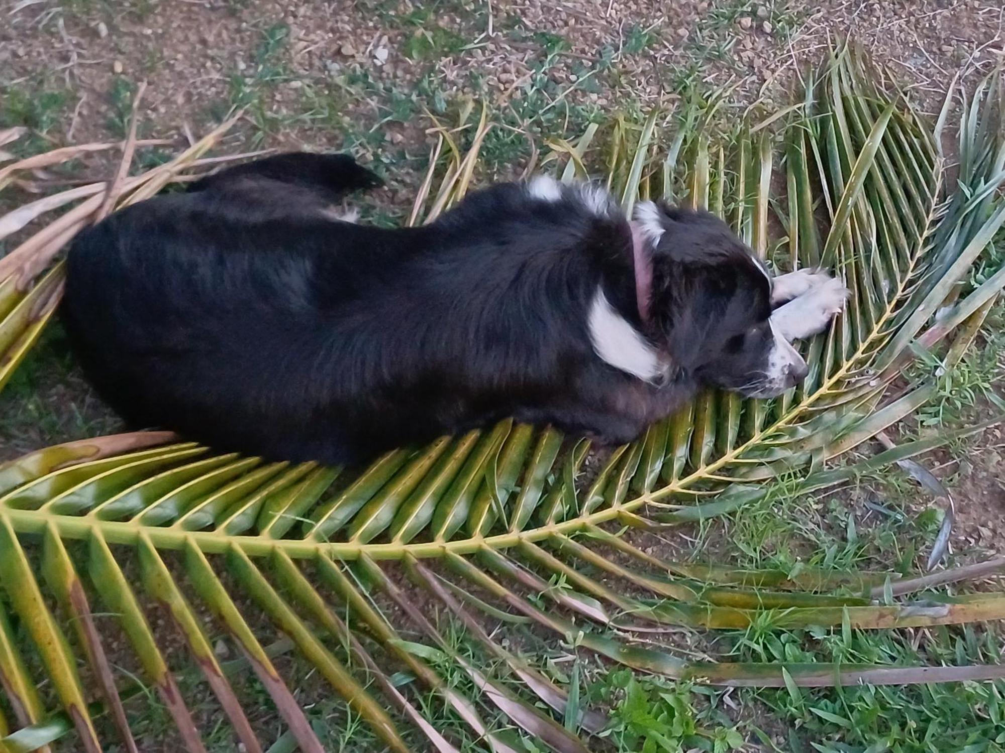 Rooster Run Glamping Camping Has Rooftop And Off The Ground Glamping Experience For 1 To 16 In A Single Tent And Views Of The Rain Forrest And To Culebra Across The Atlantic Ocean W Tents, Linens, Deluxe Air Beds, Warm Shower And More At A Great Pric Vieques Extérieur photo