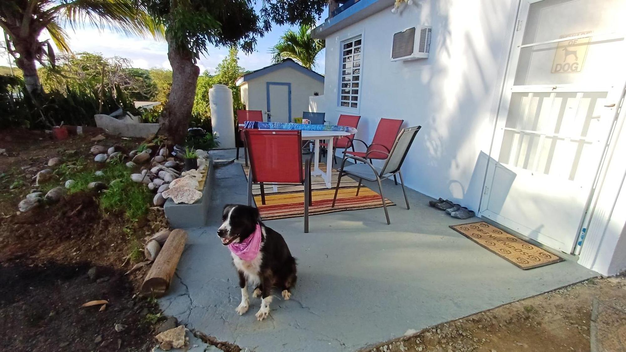Rooster Run Glamping Camping Has Rooftop And Off The Ground Glamping Experience For 1 To 16 In A Single Tent And Views Of The Rain Forrest And To Culebra Across The Atlantic Ocean W Tents, Linens, Deluxe Air Beds, Warm Shower And More At A Great Pric Vieques Extérieur photo